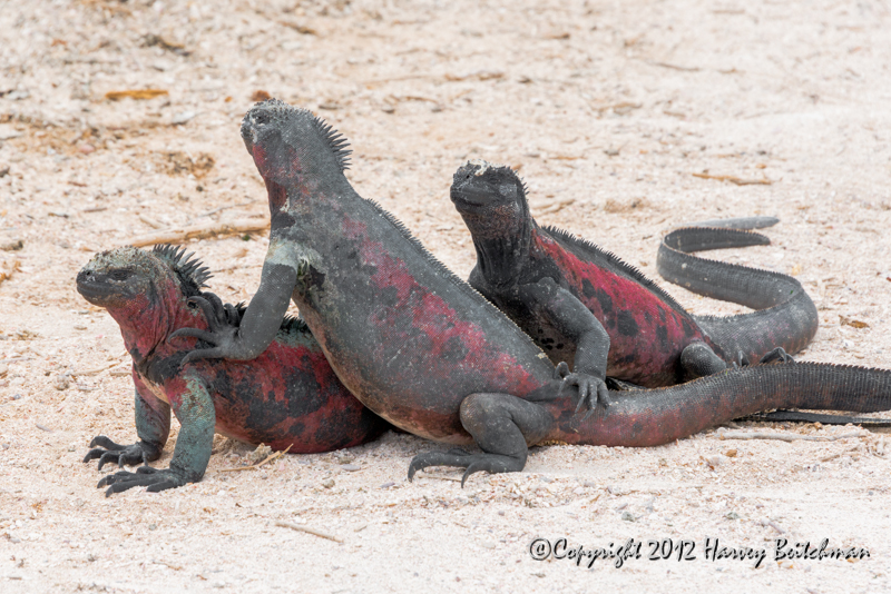 3477 3 Marine Iguanas.jpg